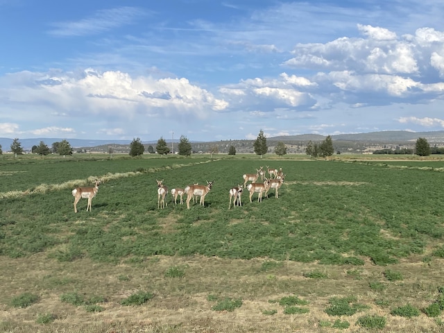 view of yard with a rural view