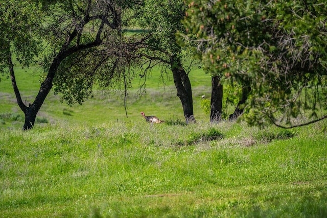 view of local wilderness