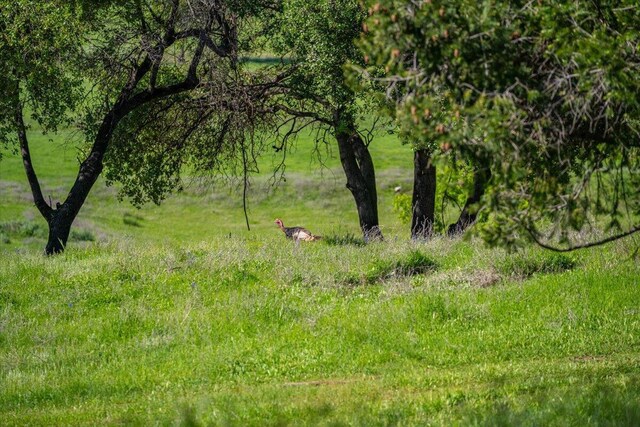 26602 Snider Ranch Rd, Oak Run, CA 96069 - photo 38