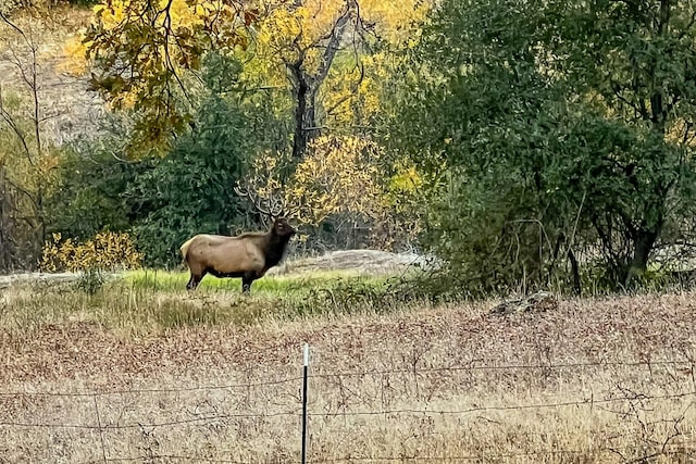 view of local wilderness