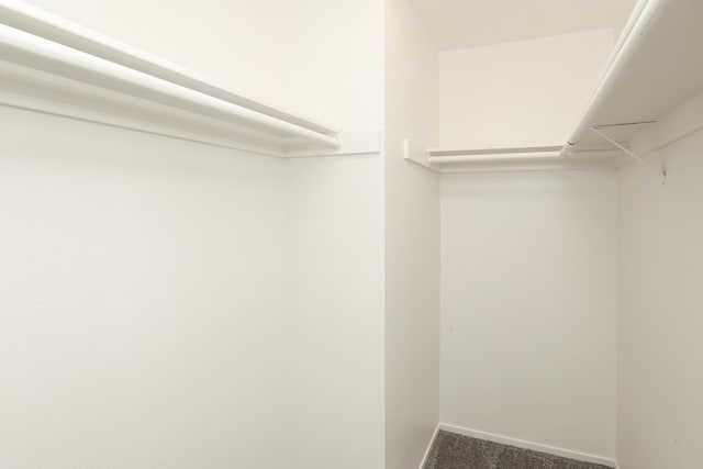 walk in closet with carpet flooring