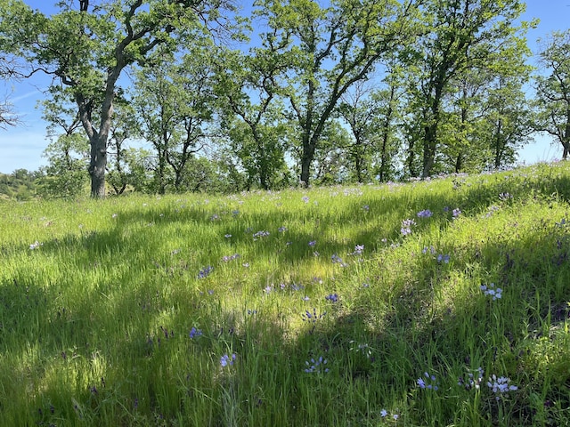 LOT29 Deer Crest Trl, Cottonwood, CA 96022 - photo 5