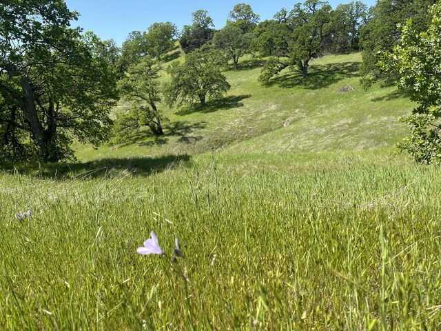 LOT29 Deer Crest Trl, Cottonwood, CA 96022 - photo 12