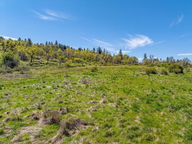 view of local wilderness