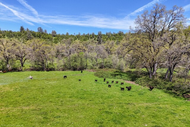 9568 Blue Mountain Ranch Rd, Whitmore, CA 96096 - photo 86