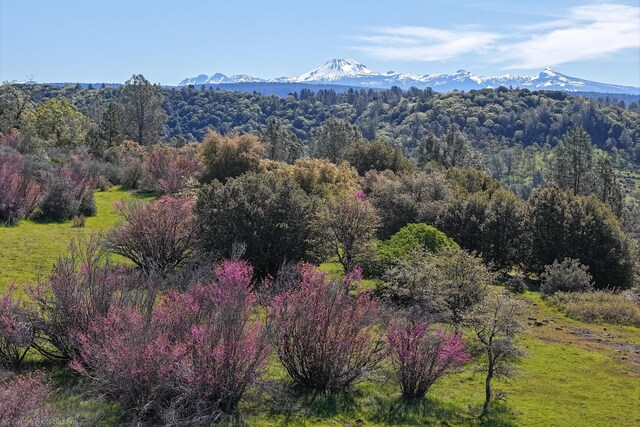 9568 Blue Mountain Ranch Rd, Whitmore, CA 96096 - photo 90