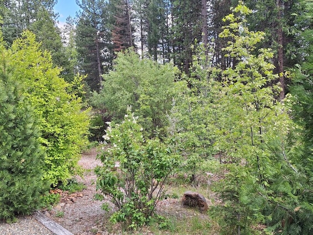 36088 Deer Flat Rd, Shingletown, CA 96088 - view of woods