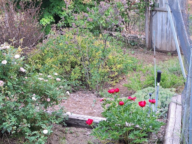 36088 Deer Flat Rd, Shingletown, CA 96088 - view of yard