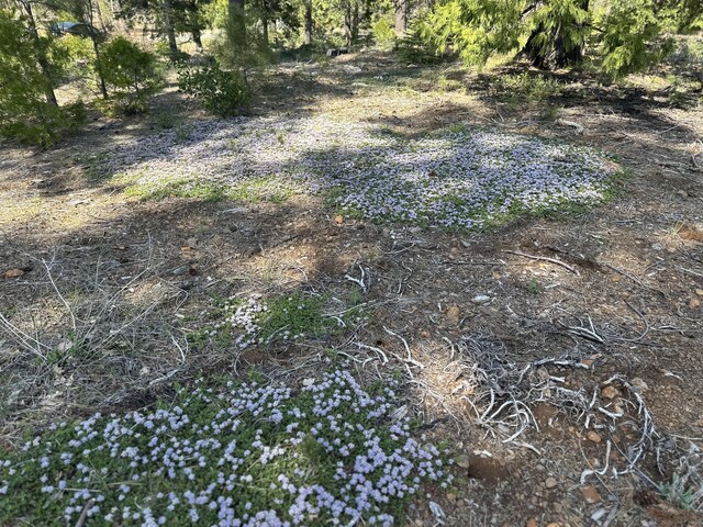 LOT9 Princess Pine Pl, Shingletown, CA 96088
