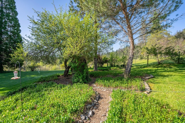 6790 Rush Creek Rd, Lewiston, CA 96052 - photo 54