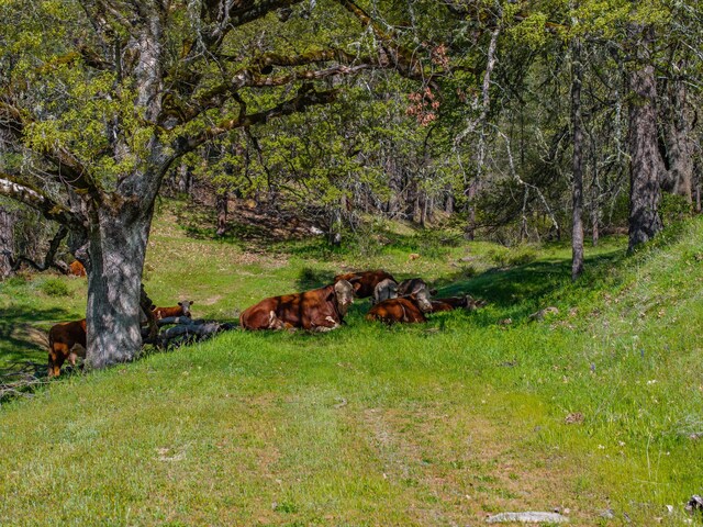 6790 Rush Creek Rd, Lewiston, CA 96052 - photo 64