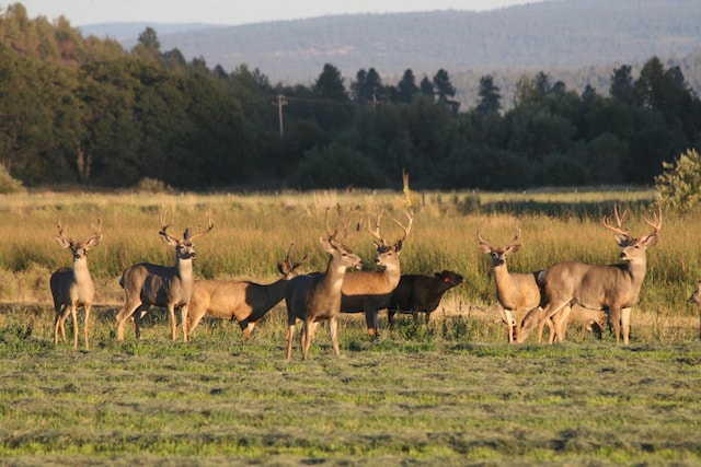 25653 Glenburn Rd, Fall River Mills, CA 96028 - mountain view featuring rural landscape