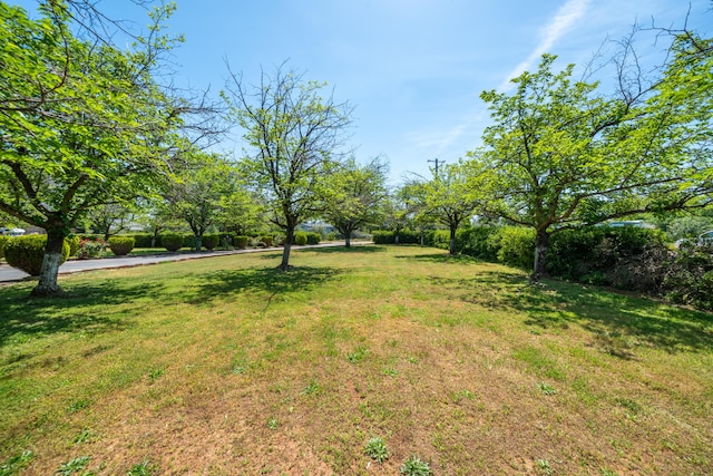 view of yard