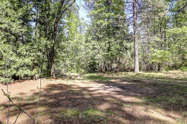 view of woods