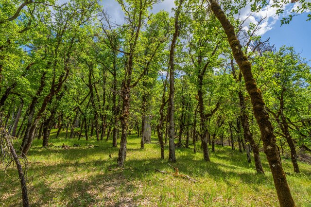 6691 Reading Creek Rd, Douglas City, CA 96024 - photo 86