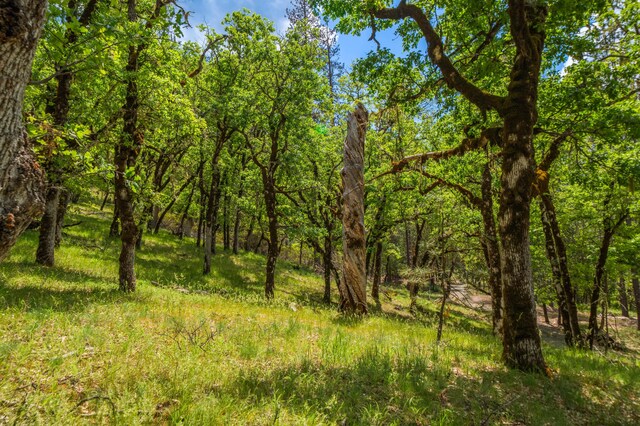 6691 Reading Creek Rd, Douglas City, CA 96024 - photo 87