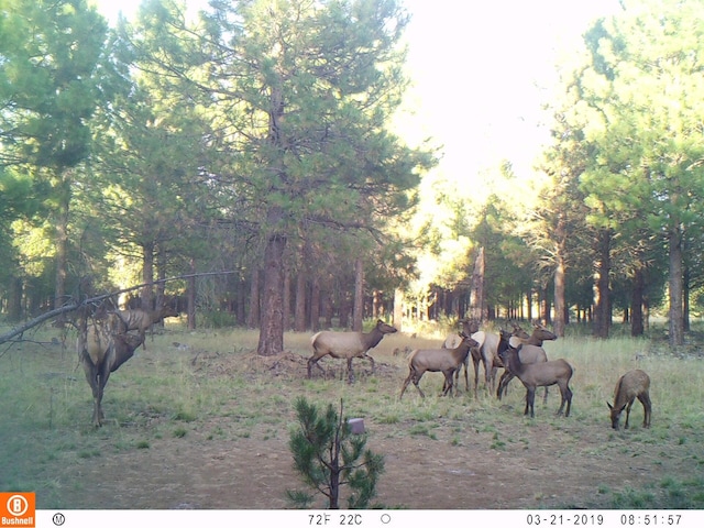 2125 Lava, Mccloud, CA 96057 - view of yard