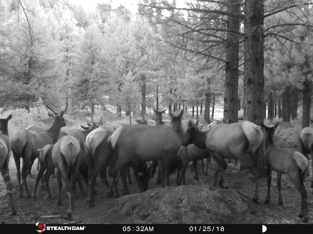 2125 Lava, Mccloud, CA 96057 - view of stable