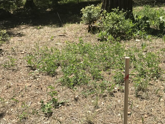 Phillips Rd, Oak Run, CA 96069 - photo 10