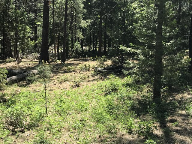 Phillips Rd, Oak Run, CA 96069 - photo 12