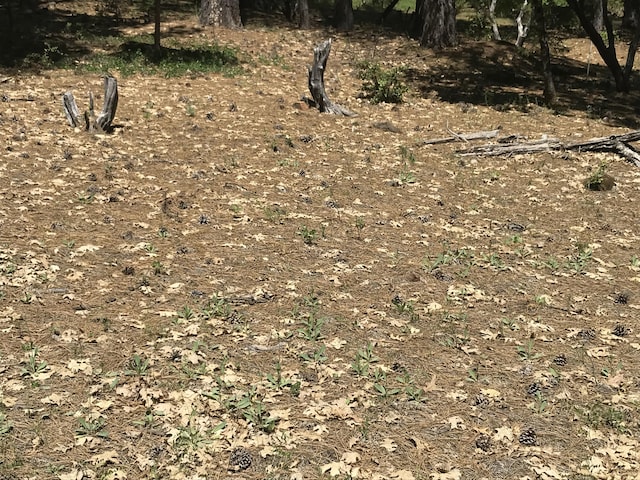 Phillips Rd, Oak Run, CA 96069 - photo 14