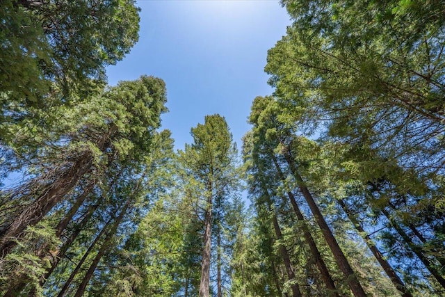 9279 Thatcher Mill Rd, Shingletown, CA 96088 - view of local wilderness