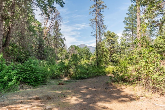 2940 Dutch Creek Rd, Junction City, CA 96048 - photo 37