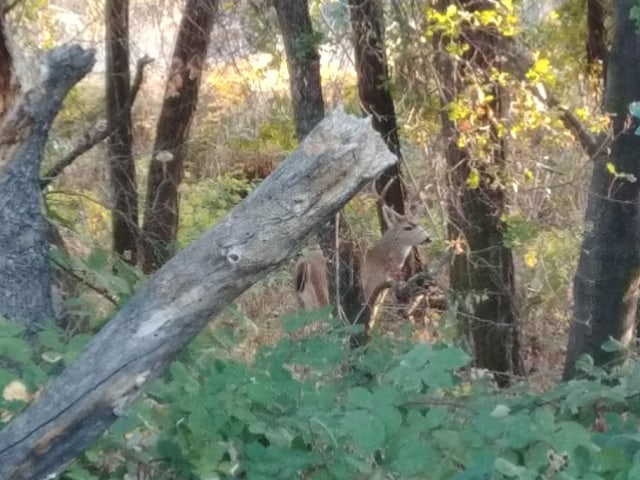 0000 E Fork Rd, French Gulch, CA 96033