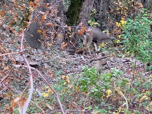 0000 E Fork Rd, French Gulch, CA 96033