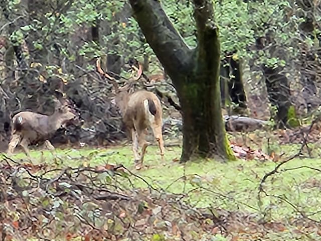 0000 E Fork Rd, French Gulch, CA 96033