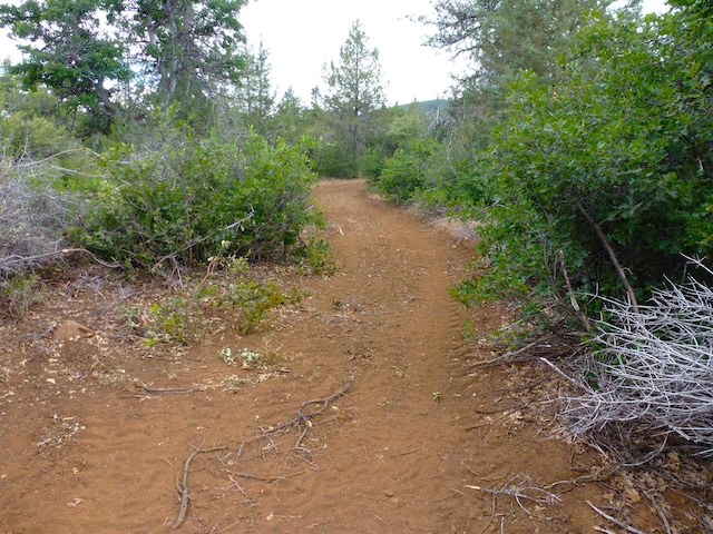 29119 Day Rd, Mcarthur, CA 96056 - view of undeveloped land