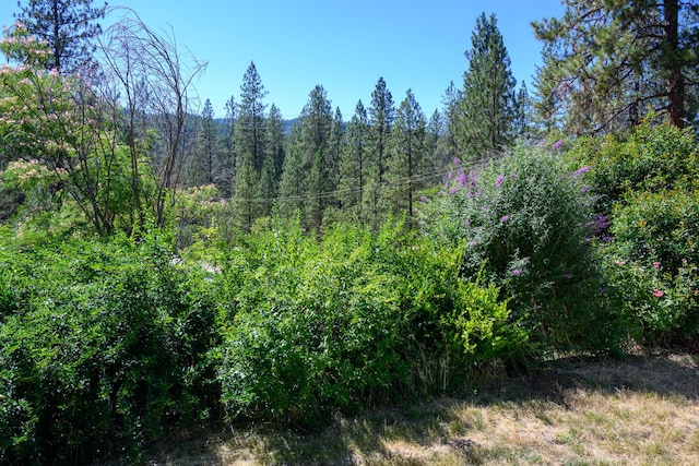 2307 Goose Ranch Rd, Lewiston, CA 96052 - view of wooded area