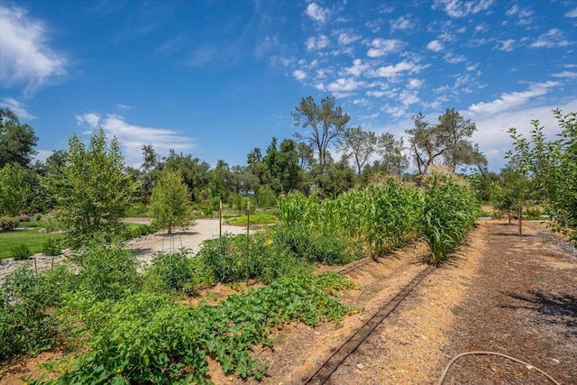 19580 Mockingbird Ln, Redding, CA 96002 - view of yard