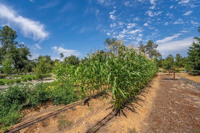19580 Mockingbird Ln, Redding, CA 96002 - view of yard