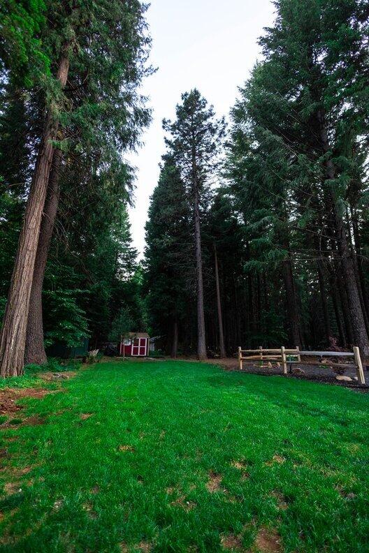 35363 Nehemiah Dr, Shingletown, CA 96088 - view of grassy yard with a wooded view