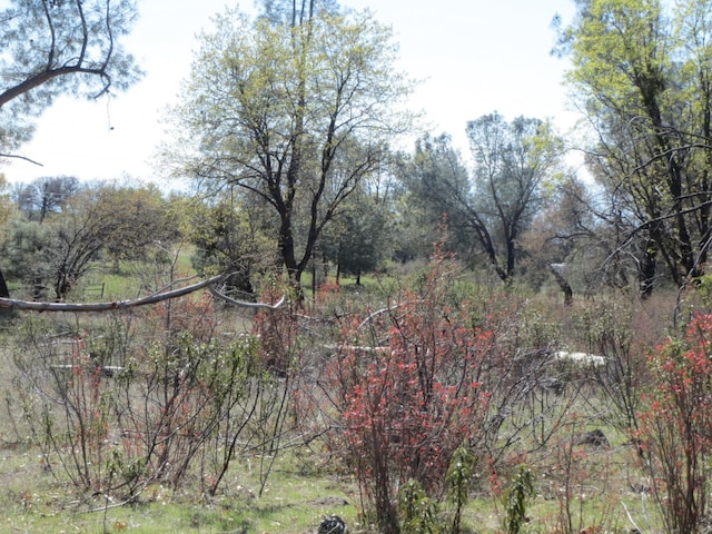 Battleview Dr, Manton, CA 96059