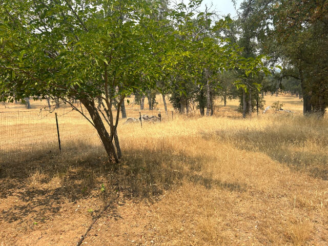 10978 Oak Run Rd, Oak Run, CA 96069 - photo 10