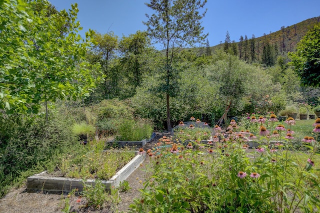 14925 Trinity Mountain Rd, French Gulch, CA 96033 - photo 29