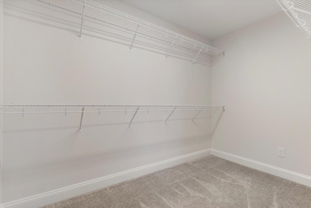 walk in closet featuring carpet flooring