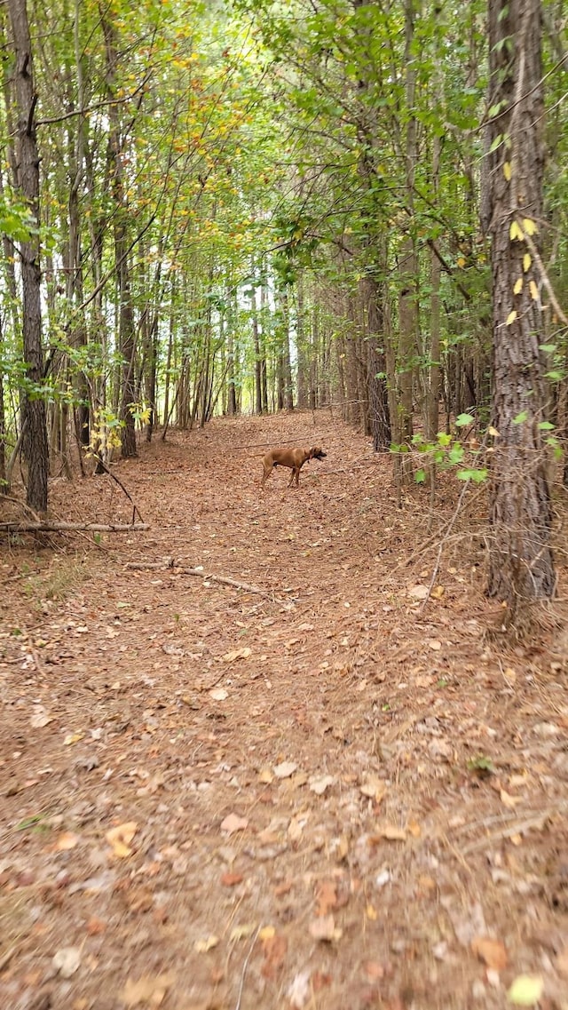 view of nature