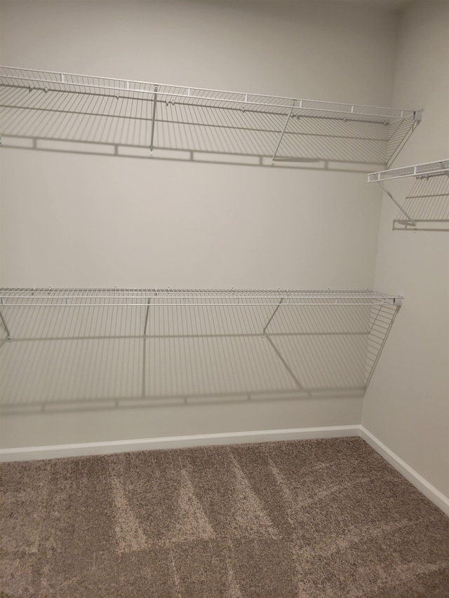 walk in closet featuring carpet flooring