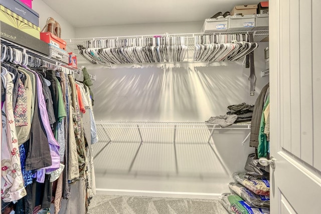 walk in closet featuring carpet flooring