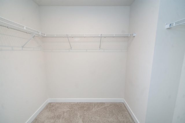 walk in closet featuring carpet flooring