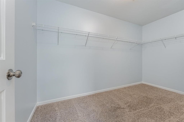 spacious closet featuring carpet floors