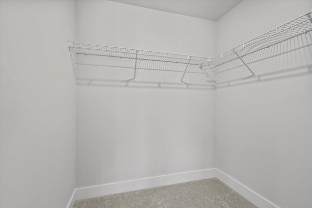 walk in closet with carpet flooring