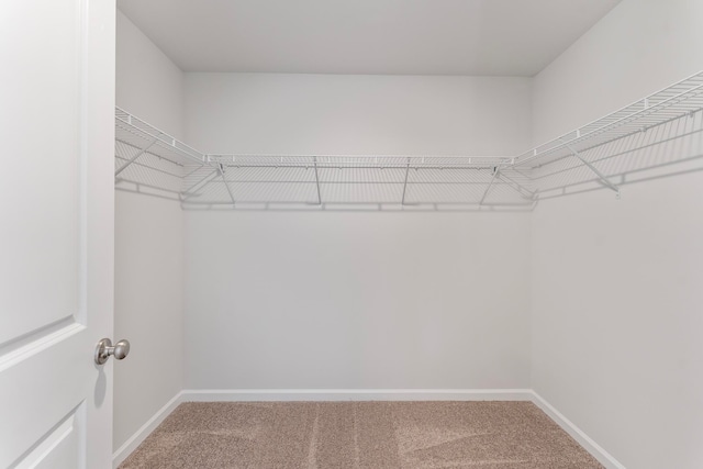 spacious closet featuring carpet