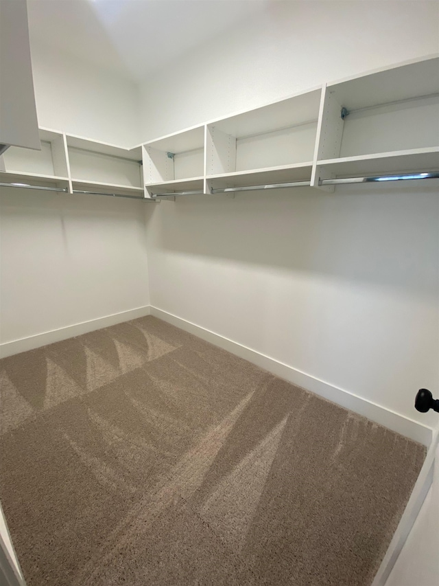 walk in closet featuring carpet floors