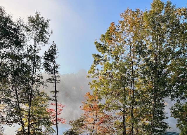 view of local wilderness