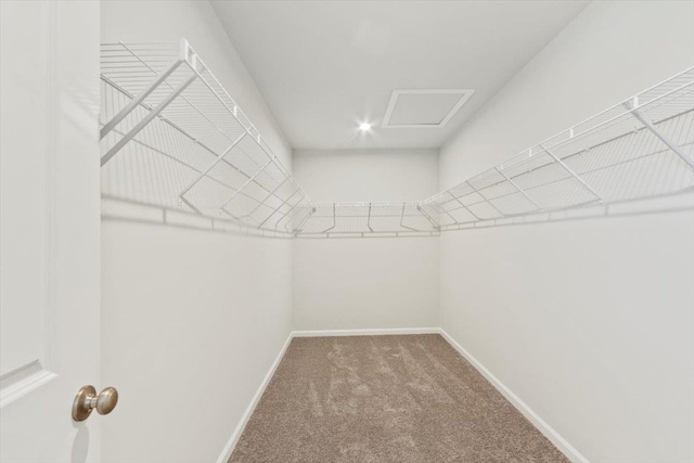 spacious closet with carpet