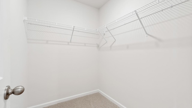 walk in closet with carpet flooring